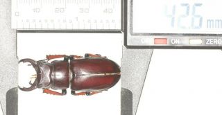 Lucanidae Lucanus Imitator Tibet 42.  5mm