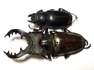 Rare Size Lucanus Maculifemoratus 70mm Pair Insect Beetle Specimen