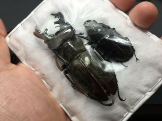 Rare size Lucanus maculifemoratus 73mm pair Insect beetle specimen 2