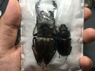 Rare size Lucanus maculifemoratus 73mm pair Insect beetle specimen 3