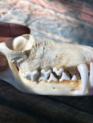 Unique Real Red Fox Animal Mount Halloween Skull Art Craft Mountain Man Decor