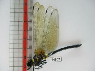 44902.  Odonata: Chlorogomphus Sp?.  New?.  Vietnam Central