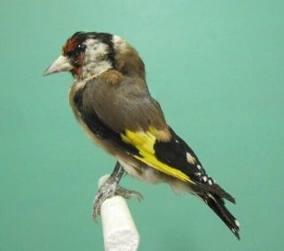 European Goldfinch Real Bird Taxidermy Mount