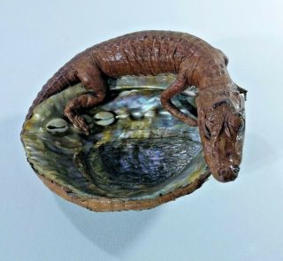 Vintage Taxidermy Baby Alligator Caiman With Abalone Shell