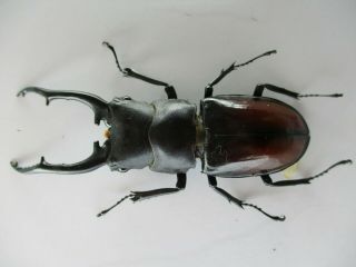 51358 Lucanidae: Hexathrius Vitalisi.  Vietnam Central.  86mm