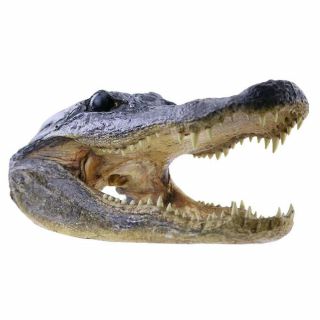 Extra Large American Alligator Head 10 " Taxidermy Preserved Gator Head Mount