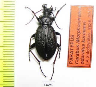Carabidae,  Carabus (morphocarabus) Odoratus Kurmaevi,  Russia,  Siberia Paratypus