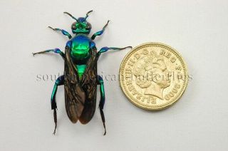 Euglossa Spp.  Unmounted A1 Insect Bright Green Bee Large Size 31mm