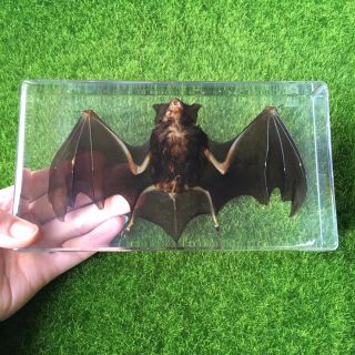 Large Bat Paperweight Education Animal Specimen In 190x105x35mm Resin Block