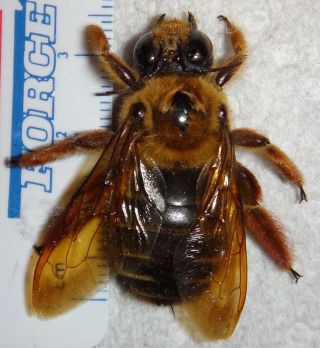 Hymenoptera Apidae Giant Xylocopa Species Borneo Y22 Bumble Bee Wasp Insect