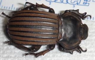 Tenebrionidae Rare Anomalipus Nemoralis South Africa Q53 Beetle Bug Tenebrionid