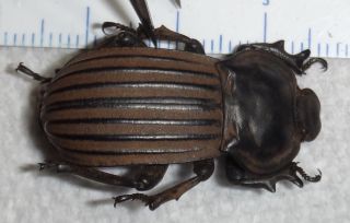Tenebrionidae RARE Anomalipus nemoralis South Africa Q53 Beetle Bug Tenebrionid 2