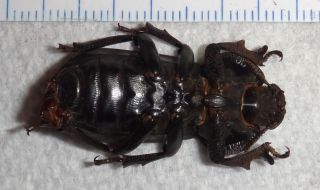 Tenebrionidae RARE Anomalipus nemoralis South Africa Q53 Beetle Bug Tenebrionid 4