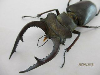 33743.  Unmounted Insects:lucanus Kraatzi Giangae Ikeda.  North Vietnam.  65mm.  Big