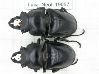 Beetle.  Neolucanus Sp.  China,  Yunnan,  Jinping County.  2m.  19057.