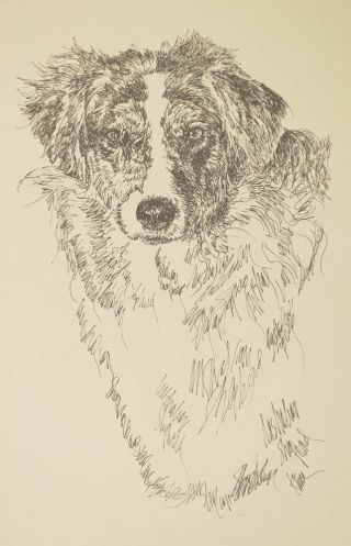Australian Shepherd Dog Art Print 36 Stephen Kline Adds Dogs Name.  Aussie