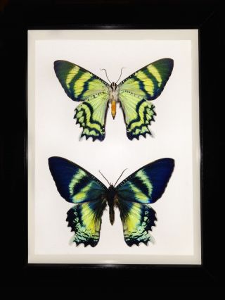 Alcides Orontes Moth In A Frame