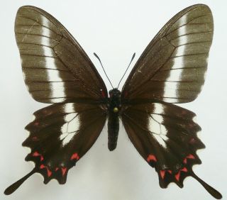 Papilio (mimoides) Lysithous Lysithous Female From Santa Catarina,  Brazil