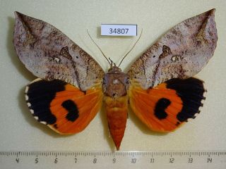 34807p Noctuidae Eudocima Euryzona F Madagascar