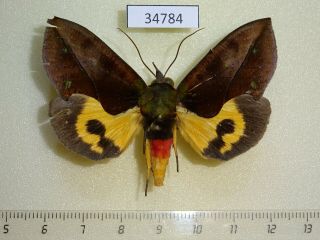 34784p Noctuidae Eudocima Boseae Madagascar