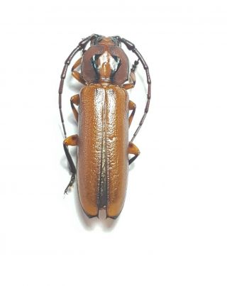 Cerambycidae,  Metopocoilus Corumbaensis A1 Male