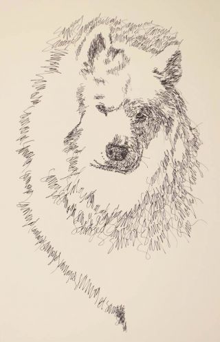 Samoyed Dog Art Portrait Print 69 Stephen Kline Will Add Your Dogs Name.