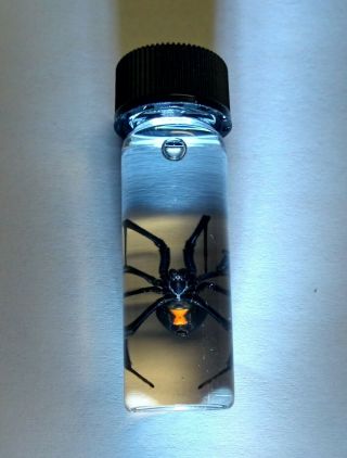 Huge Black Widow Spider Preserved In Glass Vial Real Venomous Spider Entomology
