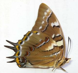 Uncommon Nymphalidae : Polyura Galaxia Wetar Isl.  1pc,  Indonesia