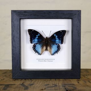 Western Blue Charaxes Real Butterfly Frame (charaxes Smaragdalis)
