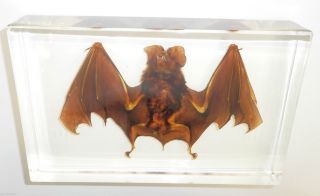Large Bat Intermediate Horseshoe Bat Education Real Animal Specimen