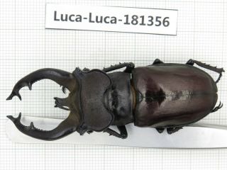 Beetle.  Lucanus Fryi.  China,  Tibet,  Motuo County.  1m.  181356.
