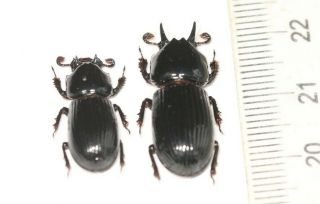 Beetle Specimen Passalidae Sp.  Pair? Horned Rare W.  Sichuan