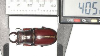 Lucanidae Lucanus Imitator Tibet 40.  5mm