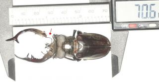 Beetle Lucanidae Lucanus Cheni 70.  5mm Tibet