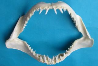 14 " White Mako Shark Jaw Teeth Taxidermy For Scientific Study Sd - 465