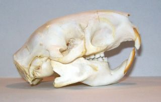 Hystrix Brachyura Porcupine Skull Taxidermy Real