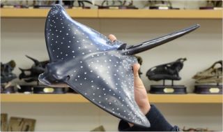 Favorite Spotted Eagle Ray Vinyl Model Marine Life Big Size Figure From Japan