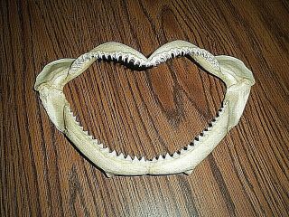11 " X 5 " Real Shark Bone Mouth & Jaws With Teeth - Taxidermy