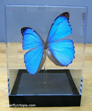 Real 3d Framed Butterfly: Blue Morpho Menelaus - Table Top