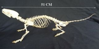 Taxidermy: Paradoxurus Hermaphroditus Skeleton Borneo (musang)