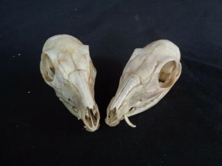 Taxidermy: Tragulus Javanicus Skull (kancil)