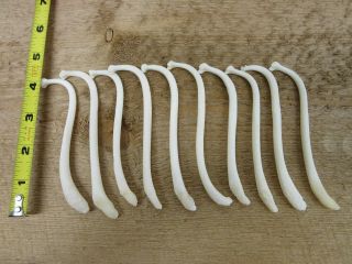 10 Real Jumbo Raccoon Baculum Penile (penis Bone) 5 "