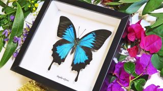 Australian Framed Real Mounted Butterfly In Case Papilio Ulysses Bbul