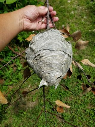 Real Paper Wasp Hornet Hive Nest On Branch Taxidermy Science Cabin Decor