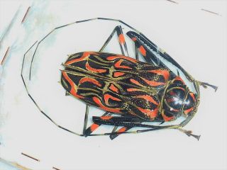 Acrocinus Longimanus Female Big 57mm,  Red Cerambycidae French Guiana