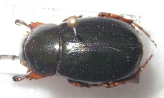 Dynastidae Chalepides Paradytis Male A1 (peru) Paratype