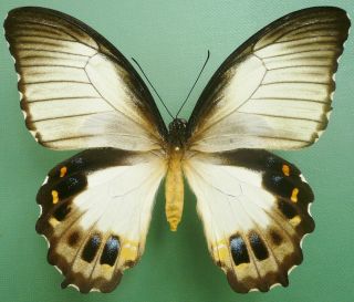 Papilio Aegeus Ormenus Female Very White Form From Timika,  Irian Jaya