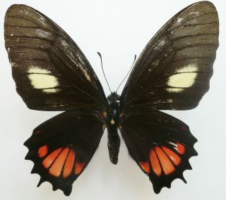 Papilio (mimoides) Xynias Trapeza Female From Talag,  Ecuador