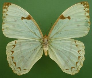 Morpho Epistophus Ssp.  Female From Brazil