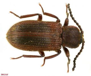 Coleoptera Tenebrionidae Gen.  Sp.  N.  Thailand 6mm Only One